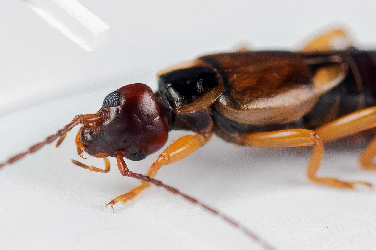 Forficula auricularia (Forficulidae) maschio